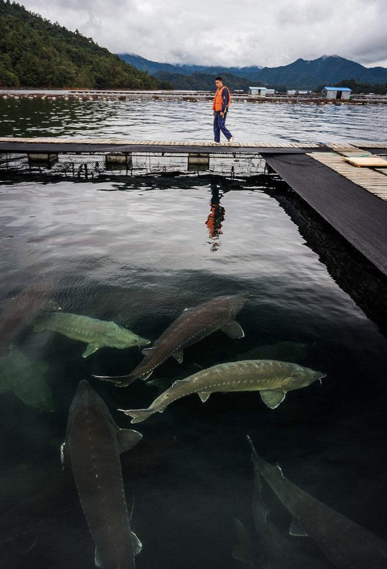 鱘魚(yú)照片（選用） (1).jpg